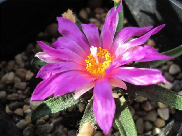 Аріокарпус (Ariocarpus): інструкція з догляду, фото, вирощування, полив, пересадка, цвітіння кактусу