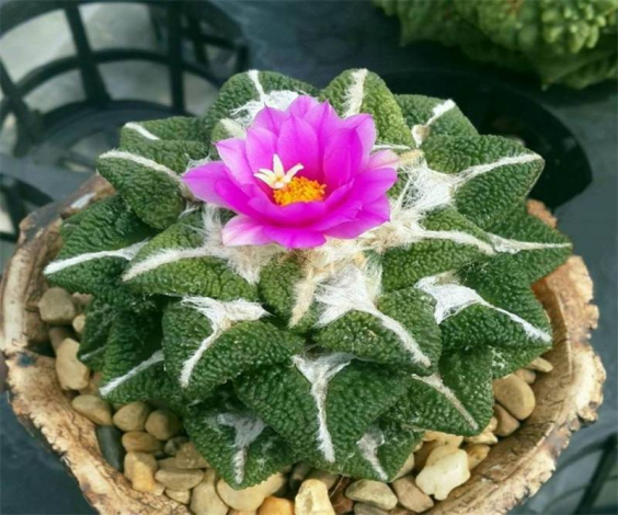 Аріокарпус (Ariocarpus): інструкція з догляду, фото, вирощування, полив, пересадка, цвітіння кактусу