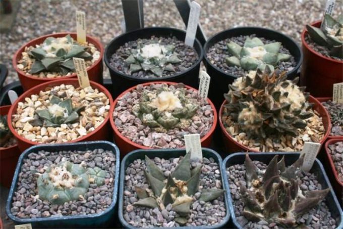 Аріокарпус (Ariocarpus): інструкція з догляду, фото, вирощування, полив, пересадка, цвітіння кактусу