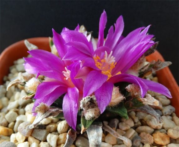 Аріокарпус (Ariocarpus): інструкція з догляду, фото, вирощування, полив, пересадка, цвітіння кактусу