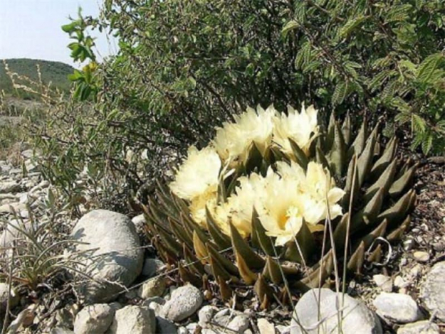 Аріокарпус (Ariocarpus): інструкція з догляду, фото, вирощування, полив, пересадка, цвітіння кактусу
