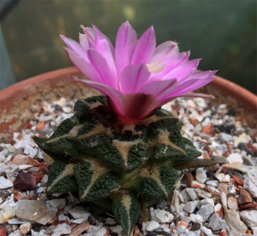Аріокарпус (Ariocarpus): інструкція з догляду, фото, вирощування, полив, пересадка, цвітіння кактусу
