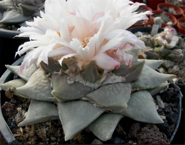 Аріокарпус (Ariocarpus): інструкція з догляду, фото, вирощування, полив, пересадка, цвітіння кактусу
