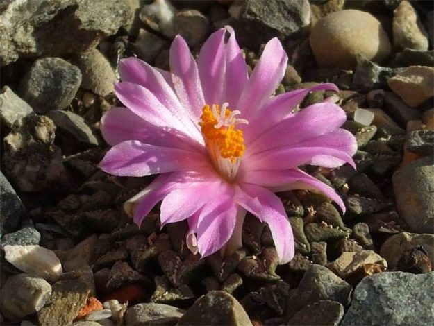 Аріокарпус (Ariocarpus): інструкція з догляду, фото, вирощування, полив, пересадка, цвітіння кактусу