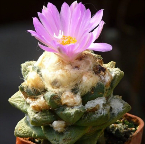 Аріокарпус (Ariocarpus): інструкція з догляду, фото, вирощування, полив, пересадка, цвітіння кактусу