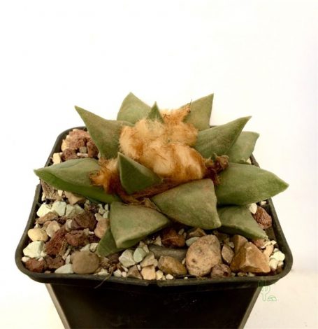 Аріокарпус (Ariocarpus): інструкція з догляду, фото, вирощування, полив, пересадка, цвітіння кактусу