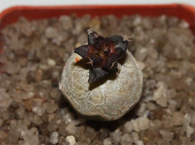 Аріокарпус (Ariocarpus): інструкція з догляду, фото, вирощування, полив, пересадка, цвітіння кактусу