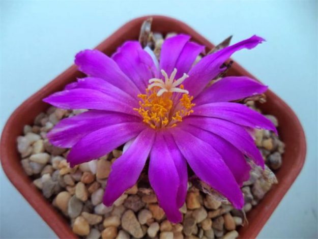 Аріокарпус (Ariocarpus): інструкція з догляду, фото, вирощування, полив, пересадка, цвітіння кактусу
