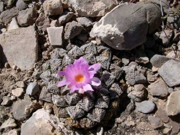 Аріокарпус (Ariocarpus): інструкція з догляду, фото, вирощування, полив, пересадка, цвітіння кактусу