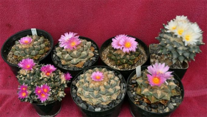 Аріокарпус (Ariocarpus): інструкція з догляду, фото, вирощування, полив, пересадка, цвітіння кактусу