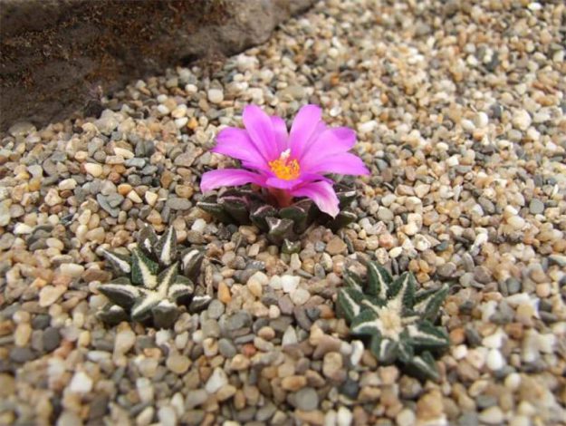 Аріокарпус (Ariocarpus): інструкція з догляду, фото, вирощування, полив, пересадка, цвітіння кактусу