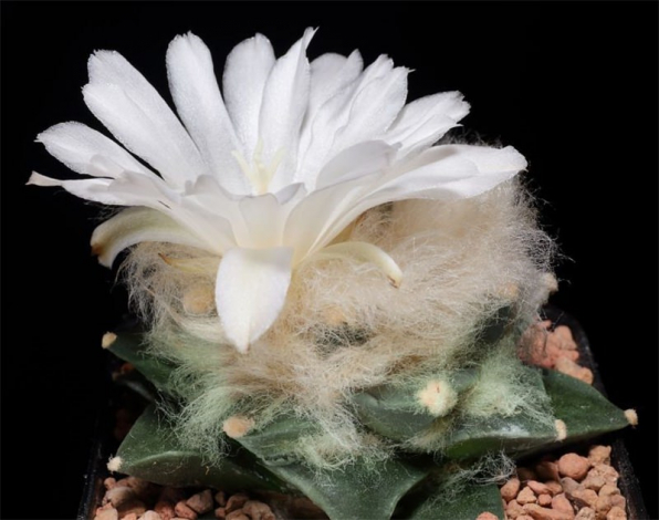 Аріокарпус (Ariocarpus): інструкція з догляду, фото, вирощування, полив, пересадка, цвітіння кактусу