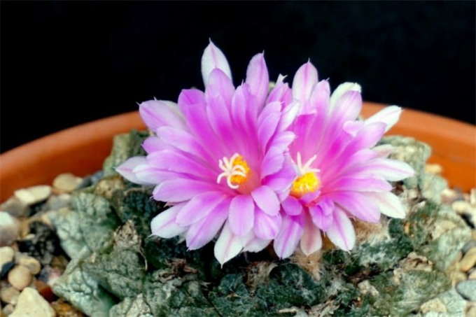 Аріокарпус (Ariocarpus): інструкція з догляду, фото, вирощування, полив, пересадка, цвітіння кактусу