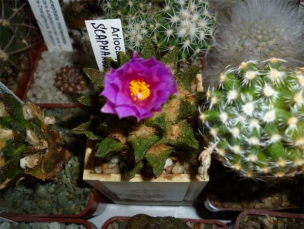 Аріокарпус (Ariocarpus): інструкція з догляду, фото, вирощування, полив, пересадка, цвітіння кактусу