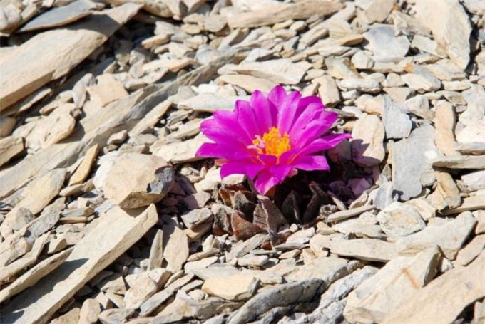 Аріокарпус (Ariocarpus): інструкція з догляду, фото, вирощування, полив, пересадка, цвітіння кактусу