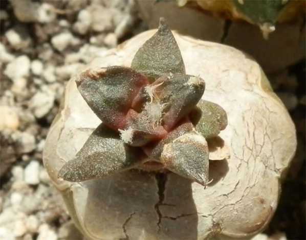 Аріокарпус (Ariocarpus): інструкція з догляду, фото, вирощування, полив, пересадка, цвітіння кактусу
