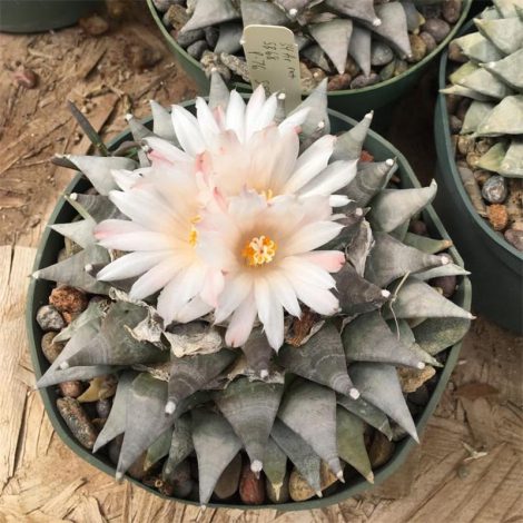 Аріокарпус (Ariocarpus): інструкція з догляду, фото, вирощування, полив, пересадка, цвітіння кактусу