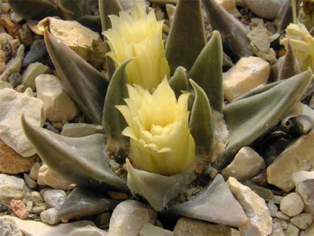 Аріокарпус (Ariocarpus): інструкція з догляду, фото, вирощування, полив, пересадка, цвітіння кактусу