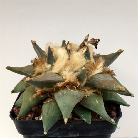 Аріокарпус (Ariocarpus): інструкція з догляду, фото, вирощування, полив, пересадка, цвітіння кактусу