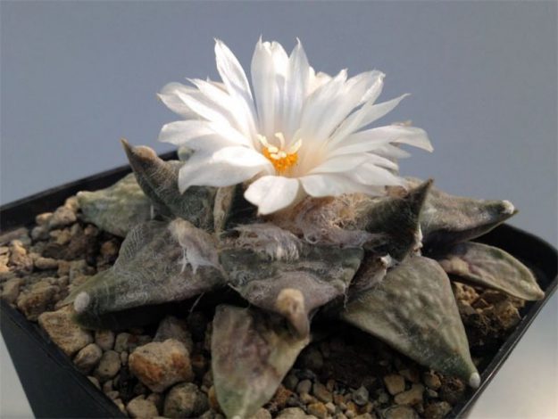 Аріокарпус (Ariocarpus): інструкція з догляду, фото, вирощування, полив, пересадка, цвітіння кактусу