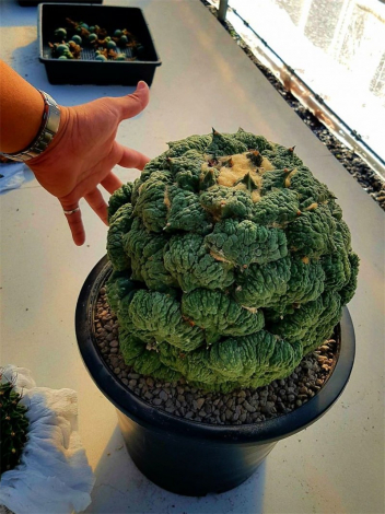 Аріокарпус (Ariocarpus): інструкція з догляду, фото, вирощування, полив, пересадка, цвітіння кактусу