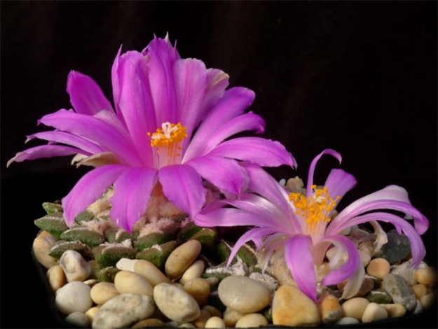 Аріокарпус (Ariocarpus): інструкція з догляду, фото, вирощування, полив, пересадка, цвітіння кактусу