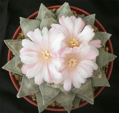 Аріокарпус (Ariocarpus): інструкція з догляду, фото, вирощування, полив, пересадка, цвітіння кактусу