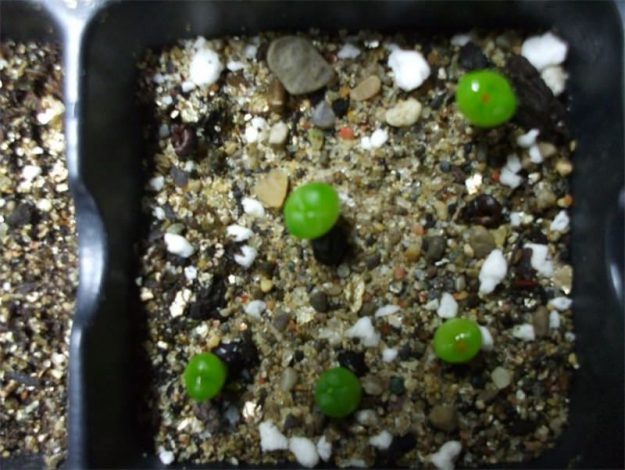 Аріокарпус (Ariocarpus): інструкція з догляду, фото, вирощування, полив, пересадка, цвітіння кактусу