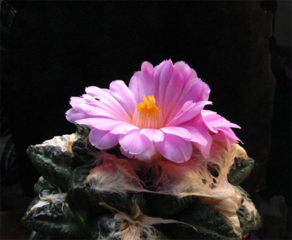 Аріокарпус (Ariocarpus): інструкція з догляду, фото, вирощування, полив, пересадка, цвітіння кактусу