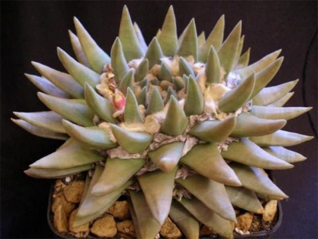 Аріокарпус (Ariocarpus): інструкція з догляду, фото, вирощування, полив, пересадка, цвітіння кактусу