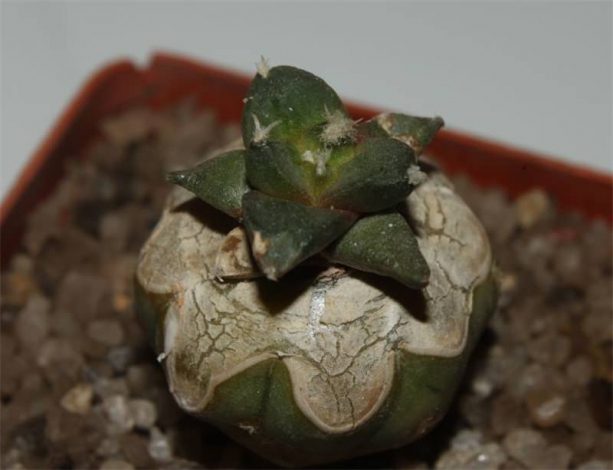 Аріокарпус (Ariocarpus): інструкція з догляду, фото, вирощування, полив, пересадка, цвітіння кактусу