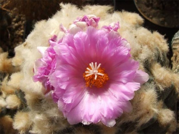 Аріокарпус (Ariocarpus): інструкція з догляду, фото, вирощування, полив, пересадка, цвітіння кактусу