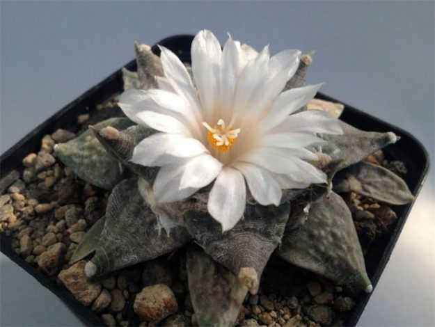 Аріокарпус (Ariocarpus): інструкція з догляду, фото, вирощування, полив, пересадка, цвітіння кактусу