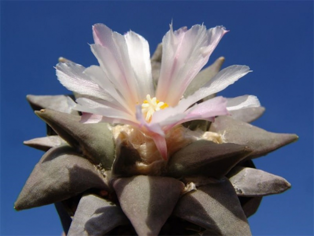 Аріокарпус (Ariocarpus): інструкція з догляду, фото, вирощування, полив, пересадка, цвітіння кактусу