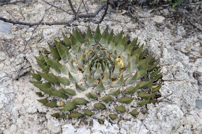 Аріокарпус (Ariocarpus): інструкція з догляду, фото, вирощування, полив, пересадка, цвітіння кактусу