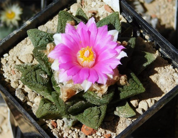 Аріокарпус (Ariocarpus): інструкція з догляду, фото, вирощування, полив, пересадка, цвітіння кактусу