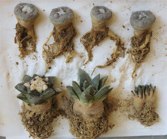 Аріокарпус (Ariocarpus): інструкція з догляду, фото, вирощування, полив, пересадка, цвітіння кактусу
