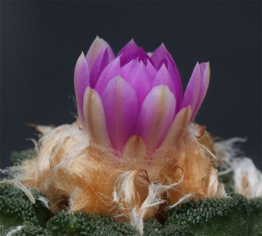 Аріокарпус (Ariocarpus): інструкція з догляду, фото, вирощування, полив, пересадка, цвітіння кактусу