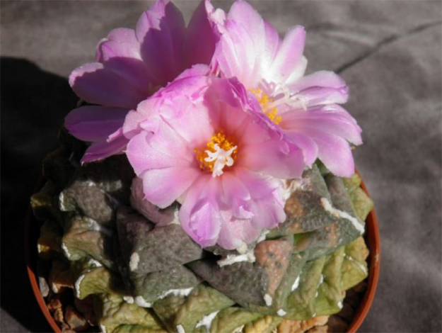 Аріокарпус (Ariocarpus): інструкція з догляду, фото, вирощування, полив, пересадка, цвітіння кактусу
