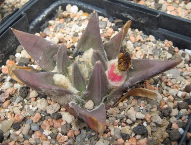 Аріокарпус (Ariocarpus): інструкція з догляду, фото, вирощування, полив, пересадка, цвітіння кактусу