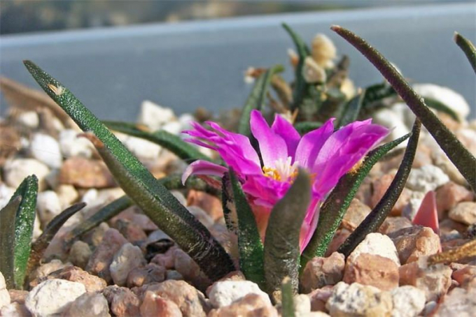 Аріокарпус (Ariocarpus): інструкція з догляду, фото, вирощування, полив, пересадка, цвітіння кактусу