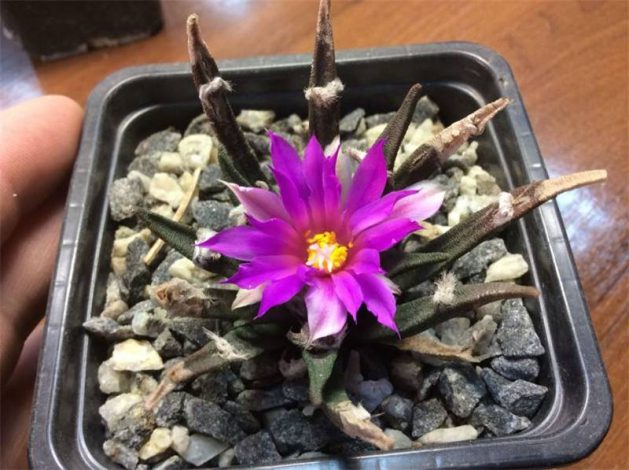 Аріокарпус (Ariocarpus): інструкція з догляду, фото, вирощування, полив, пересадка, цвітіння кактусу