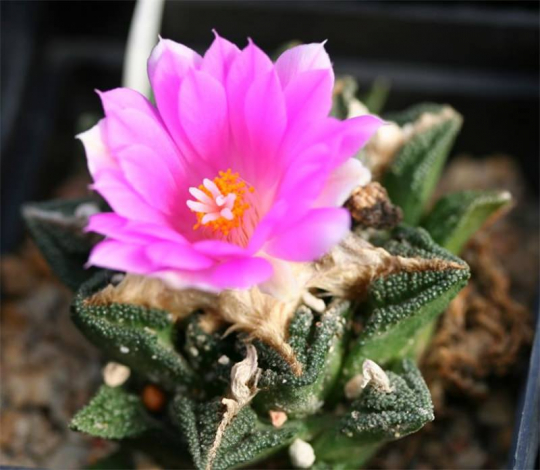 Аріокарпус (Ariocarpus): інструкція з догляду, фото, вирощування, полив, пересадка, цвітіння кактусу