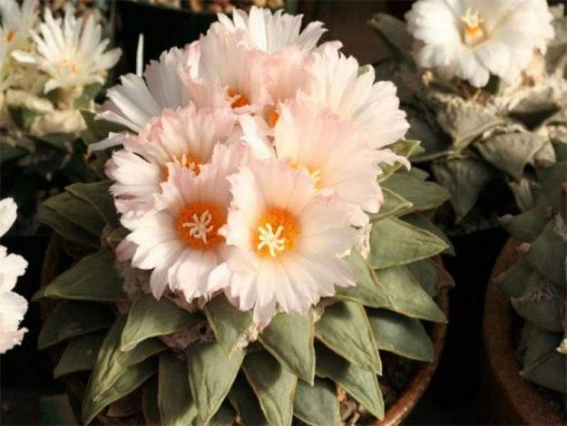 Аріокарпус (Ariocarpus): інструкція з догляду, фото, вирощування, полив, пересадка, цвітіння кактусу