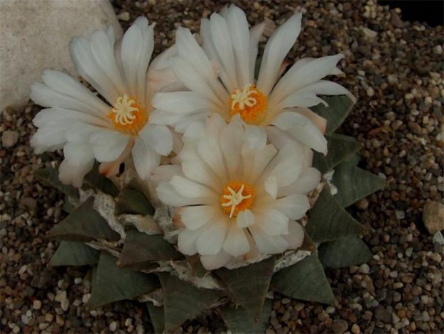 Аріокарпус (Ariocarpus): інструкція з догляду, фото, вирощування, полив, пересадка, цвітіння кактусу