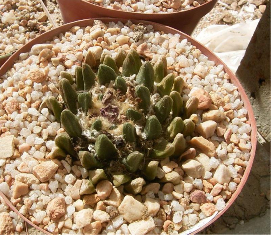 Аріокарпус (Ariocarpus): інструкція з догляду, фото, вирощування, полив, пересадка, цвітіння кактусу