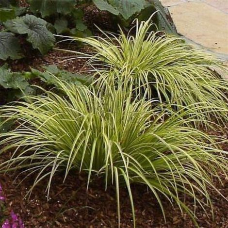 Аїр: вирощування та догляд у домашніх умовах, фото, корінь, корисні властивості, полив, розмноження