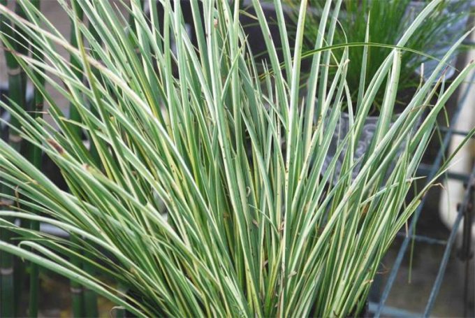 Аїр: вирощування та догляд у домашніх умовах, фото, корінь, корисні властивості, полив, розмноження
