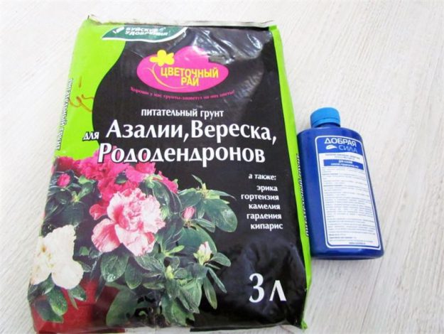Азалія – догляд у домашніх умовах, фото, як виглядає, як пересадити, як і коли поливати