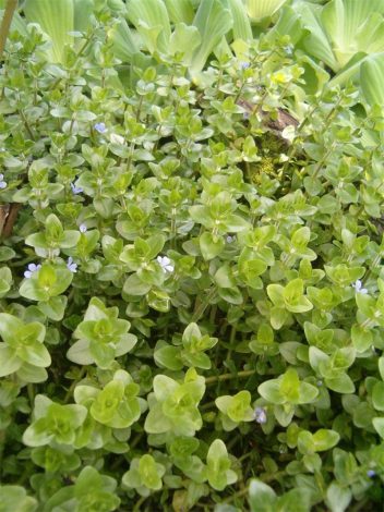 Бакопа: опис рослини, догляд в домашніх умовах, фото